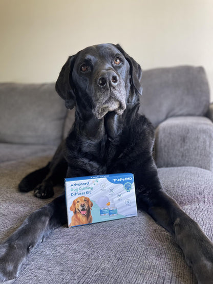 Stop Indoor Peeing And Anxiety In Dogs With This Science-Driven Solution
