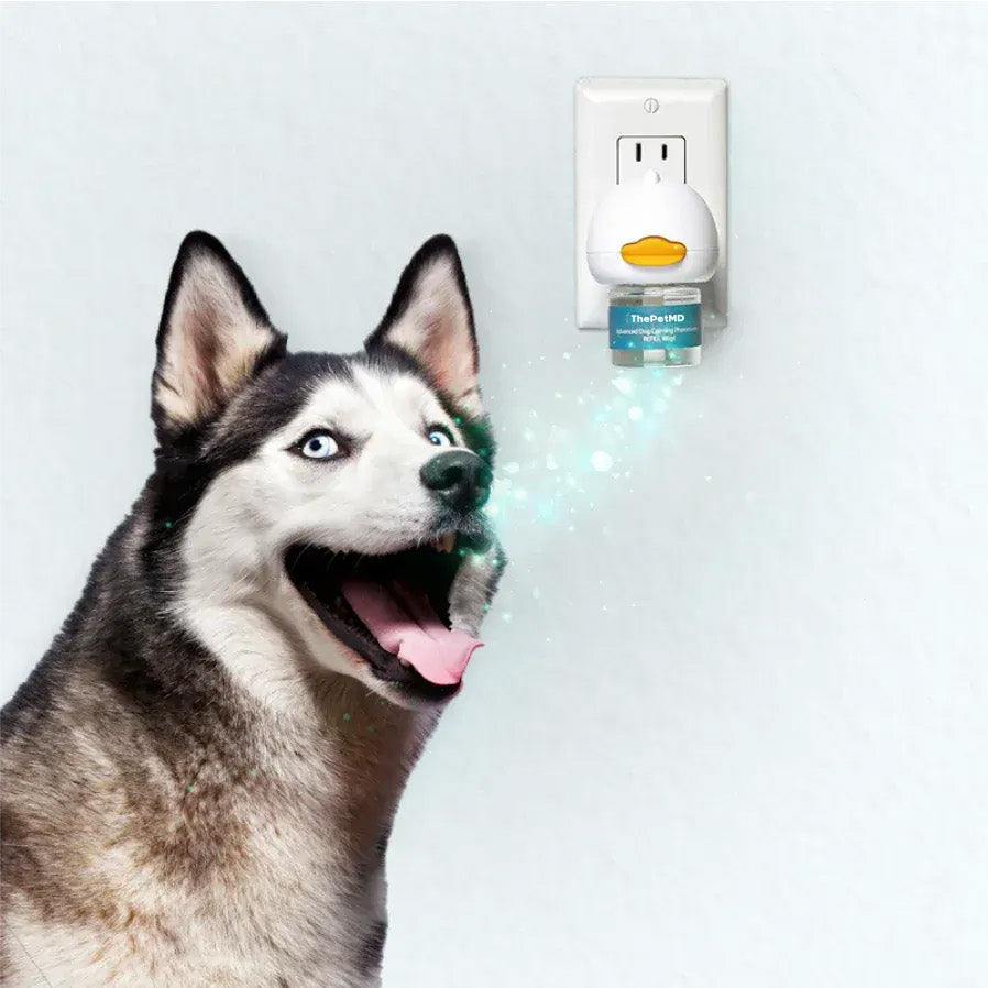 Stop Indoor Peeing And Anxiety In Dogs With This Science-Driven Solution