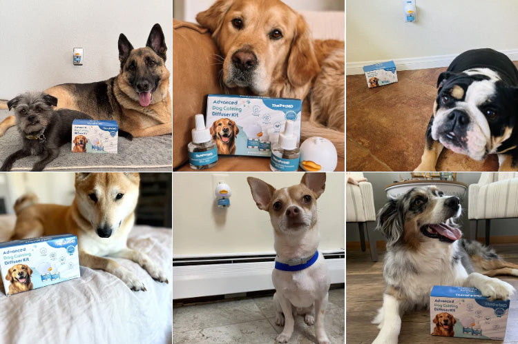 Stop Indoor Peeing And Anxiety In Dogs With This Science-Driven Solution